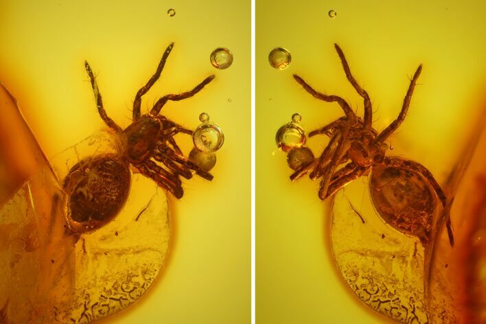 Detailed Fossil Spider (Araneae) in Baltic Amber #128354